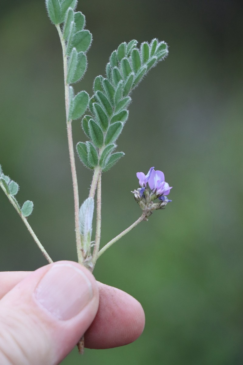 Astragalus arequipensis photo 3