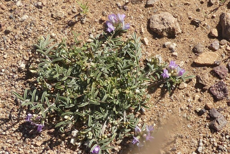 Astragalus arequipensis photo 4