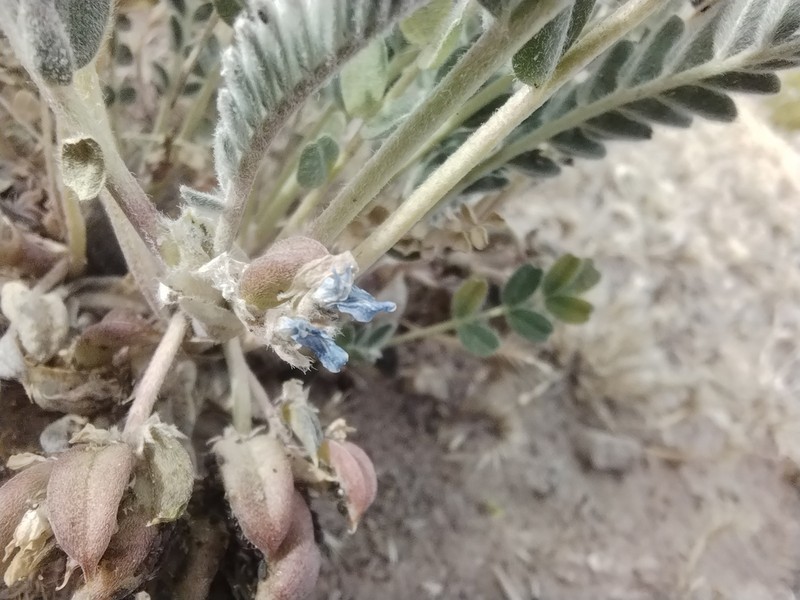 Astragalus arequipensis photo 5
