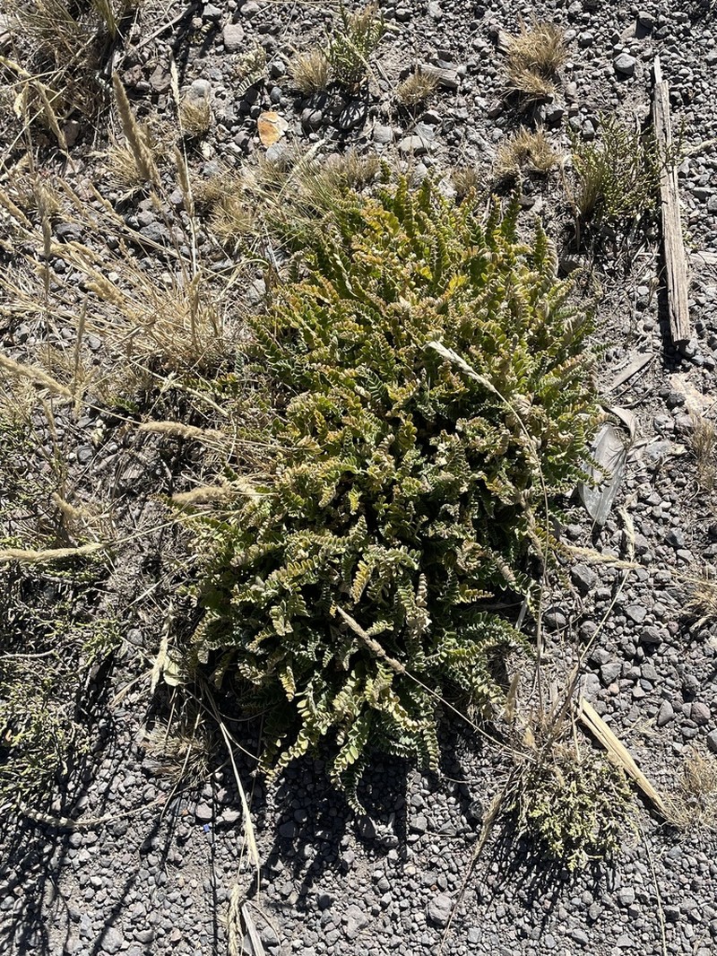 Astragalus arequipensis photo 6