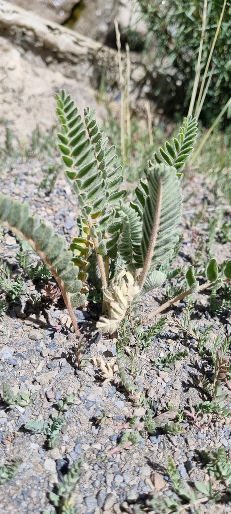 Astragalus arequipensis photo 7