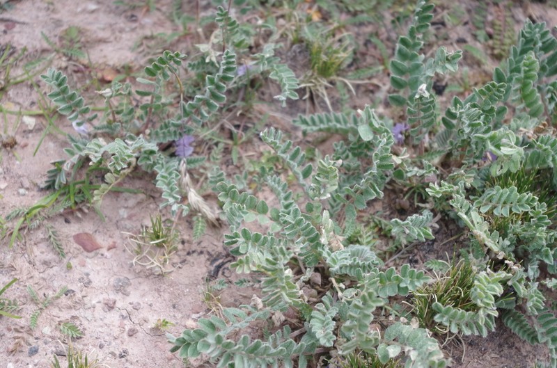 Astragalus arequipensis photo 8