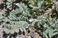 Astragalus arequipensis
