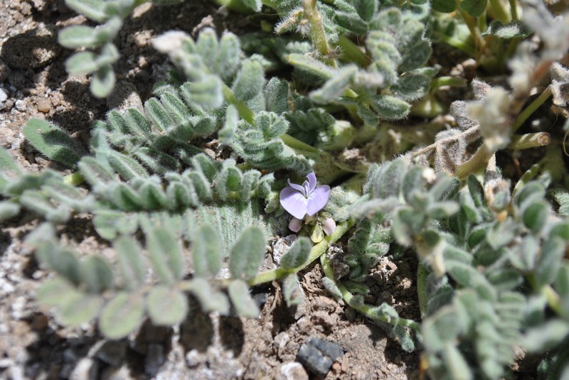 Astragalus arequipensis