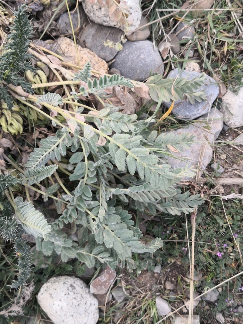 Astragalus arequipensis photo 2