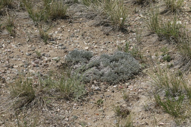 Cushion Milkvetch