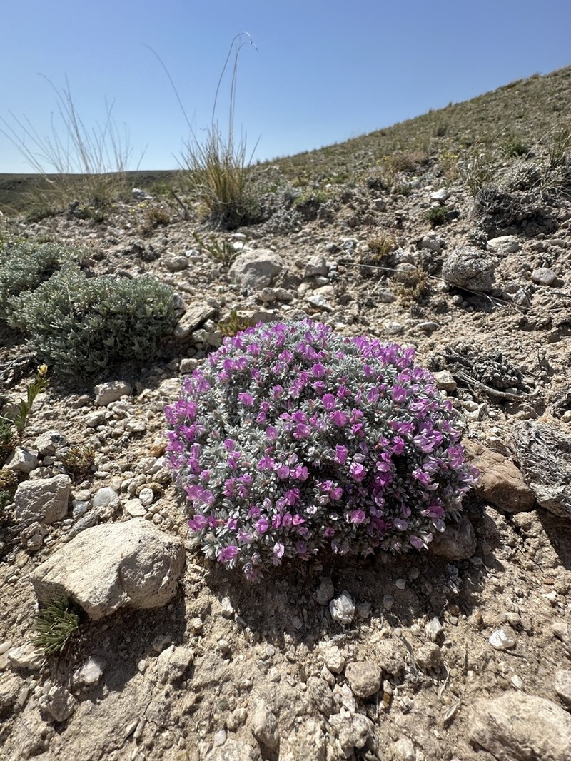 Cushion Milkvetch photo 2