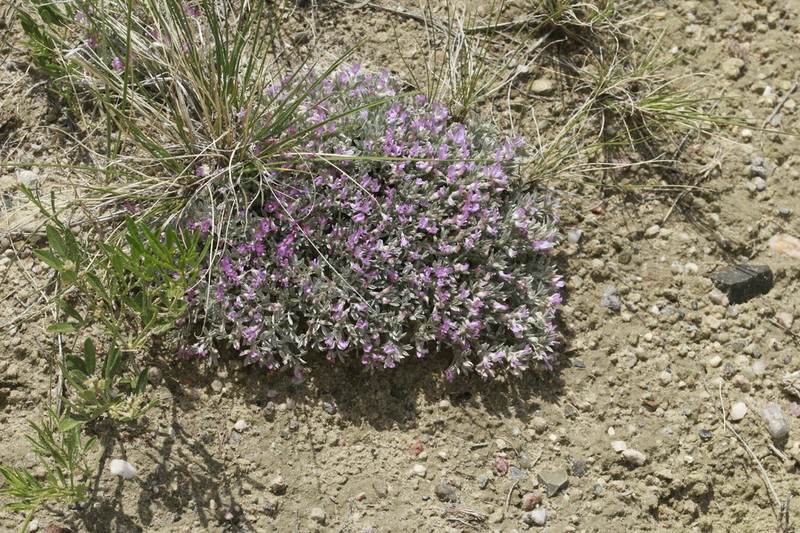 Cushion Milkvetch photo 3
