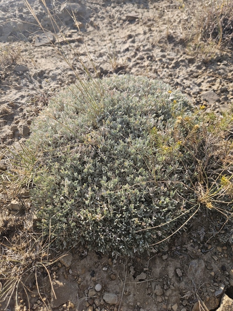 Cushion Milkvetch photo 4
