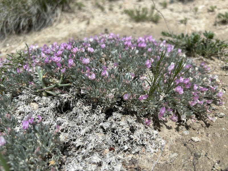 Cushion Milkvetch photo 5