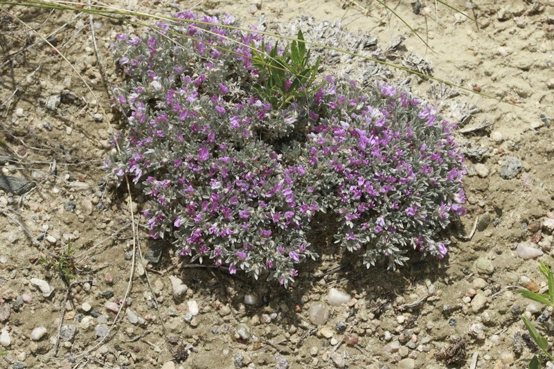 Cushion Milkvetch photo 6