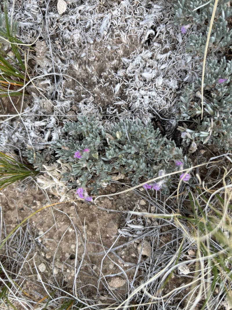 Cushion Milkvetch photo 7