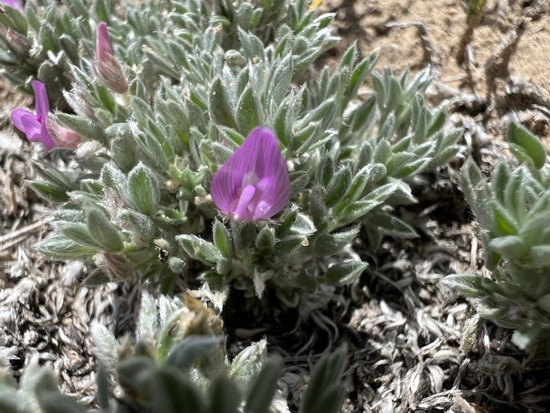 Cushion Milkvetch photo 8