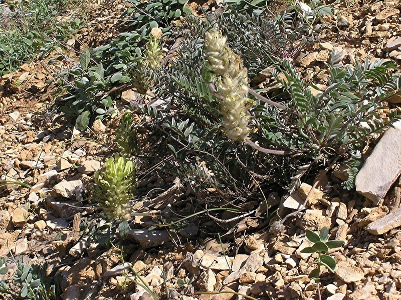Astragalus argentophyllus