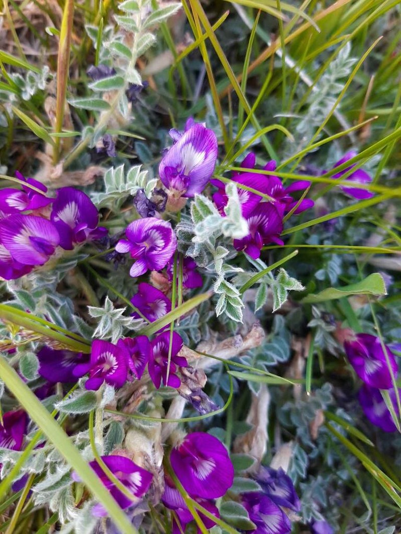 Silverleaf Milkvetch photo 2