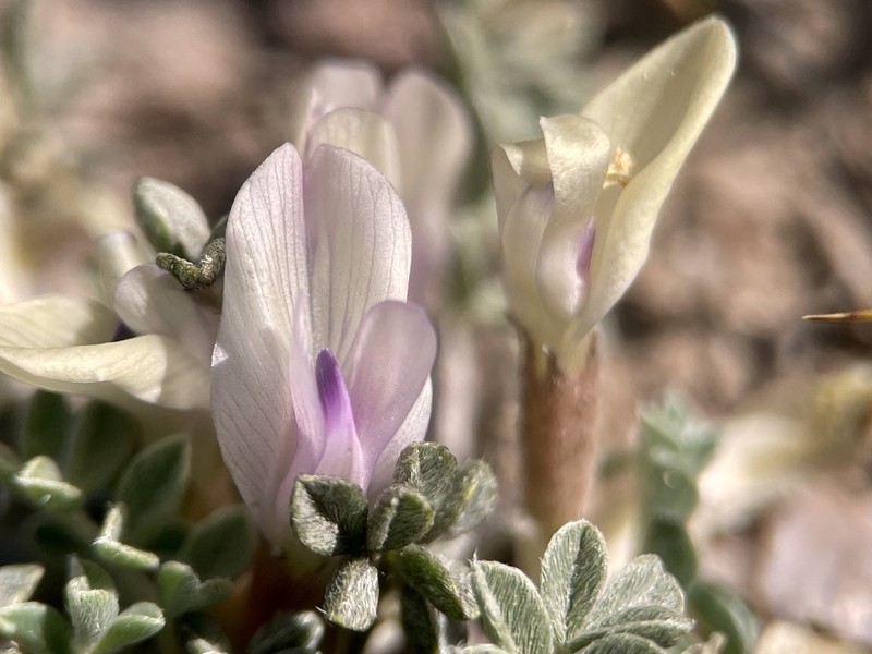 Silverleaf Milkvetch photo 3