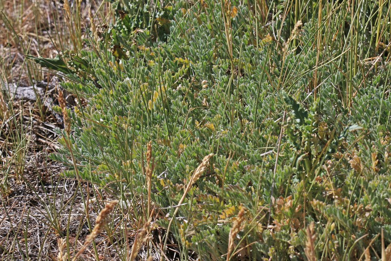 Silverleaf Milkvetch photo 4