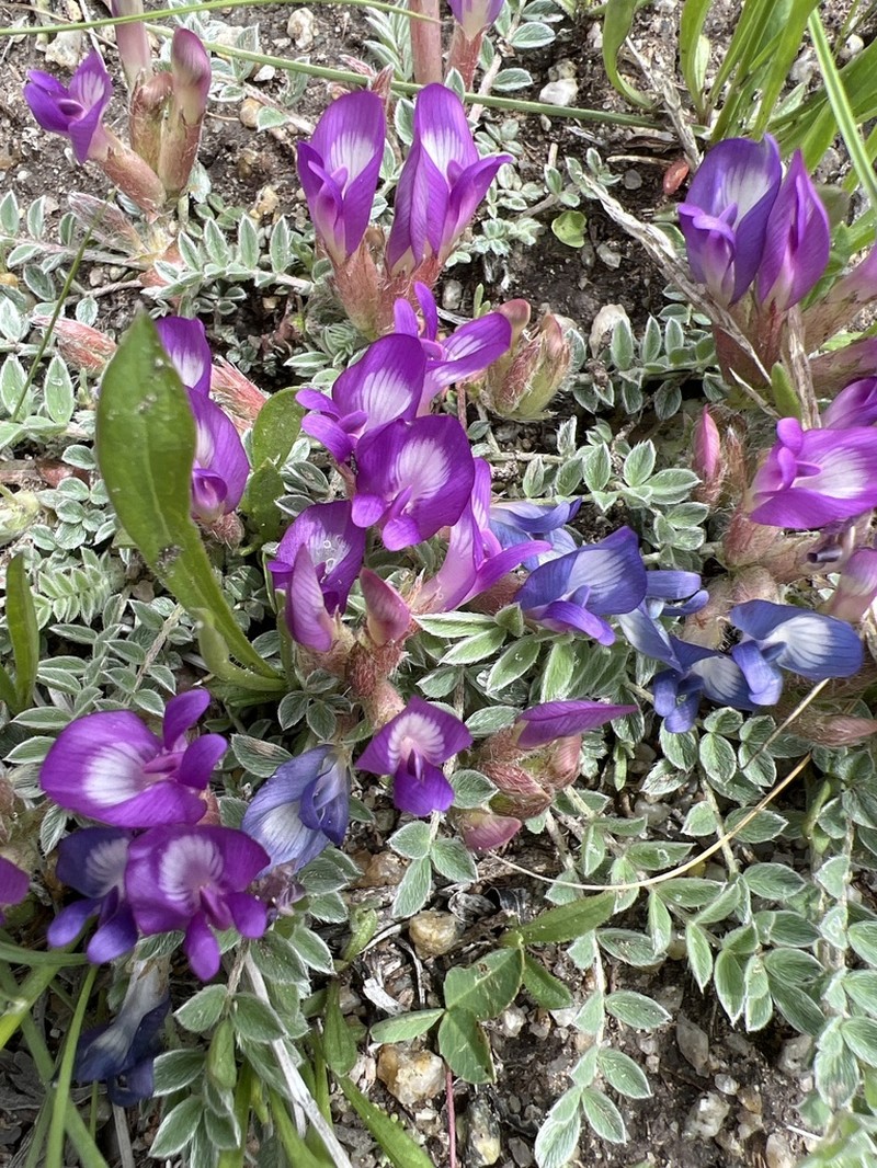 Silverleaf Milkvetch photo 6