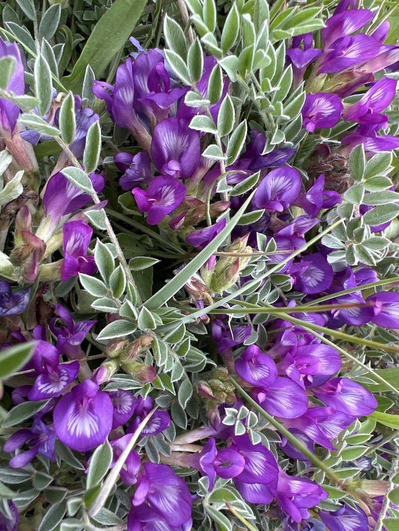 Silverleaf Milkvetch photo 7
