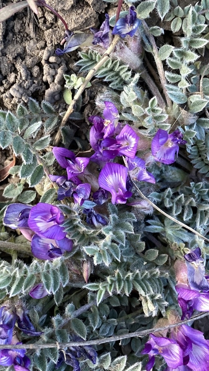 Silverleaf Milkvetch photo 8
