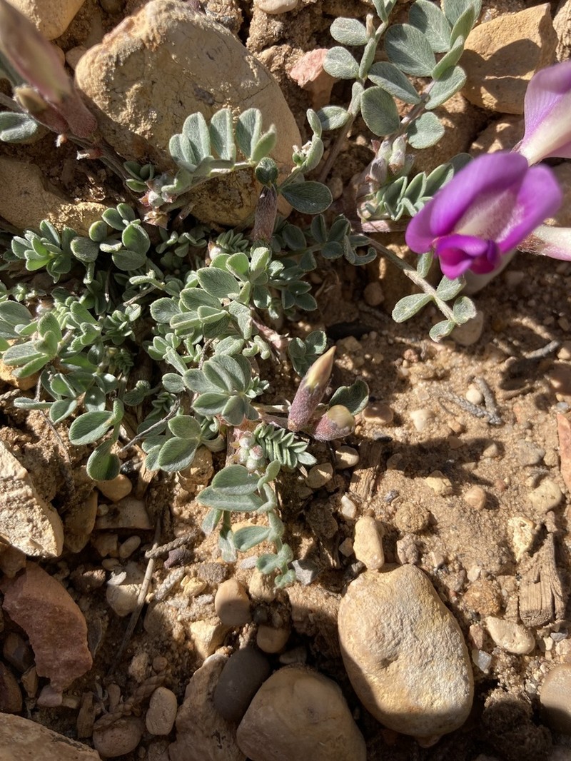 Silverleaf Milkvetch