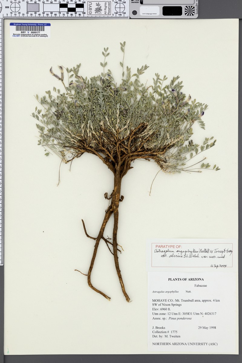 Astragalus argophyllus var. alvius
