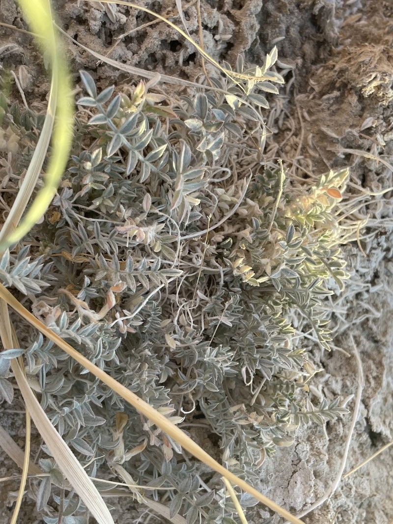 Astragalus argophyllus var. argophyllus