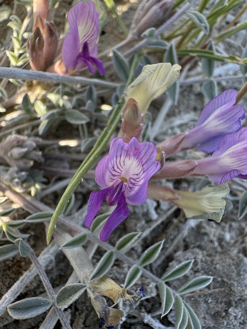 Astragalus argophyllus var. argophyllus photo 2