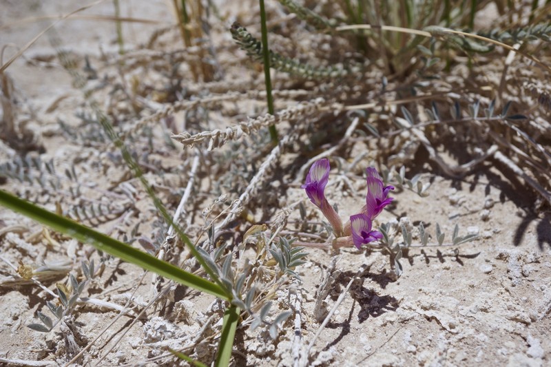 Astragalus argophyllus var. argophyllus photo 3