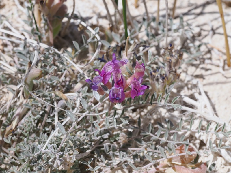 Astragalus argophyllus var. argophyllus photo 4