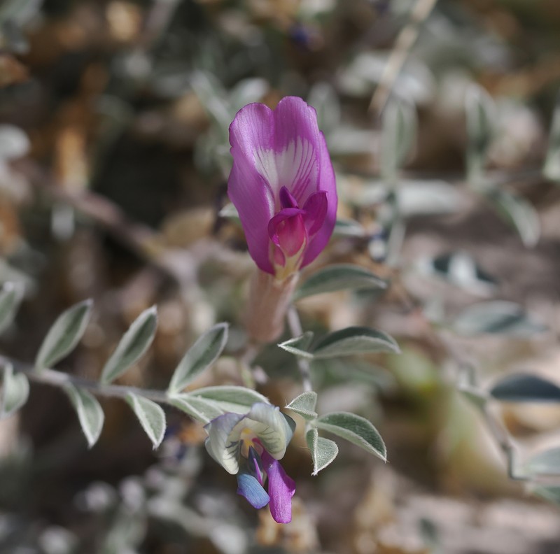 Astragalus argophyllus var. argophyllus photo 5