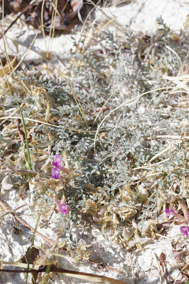 Astragalus argophyllus var. argophyllus photo 6