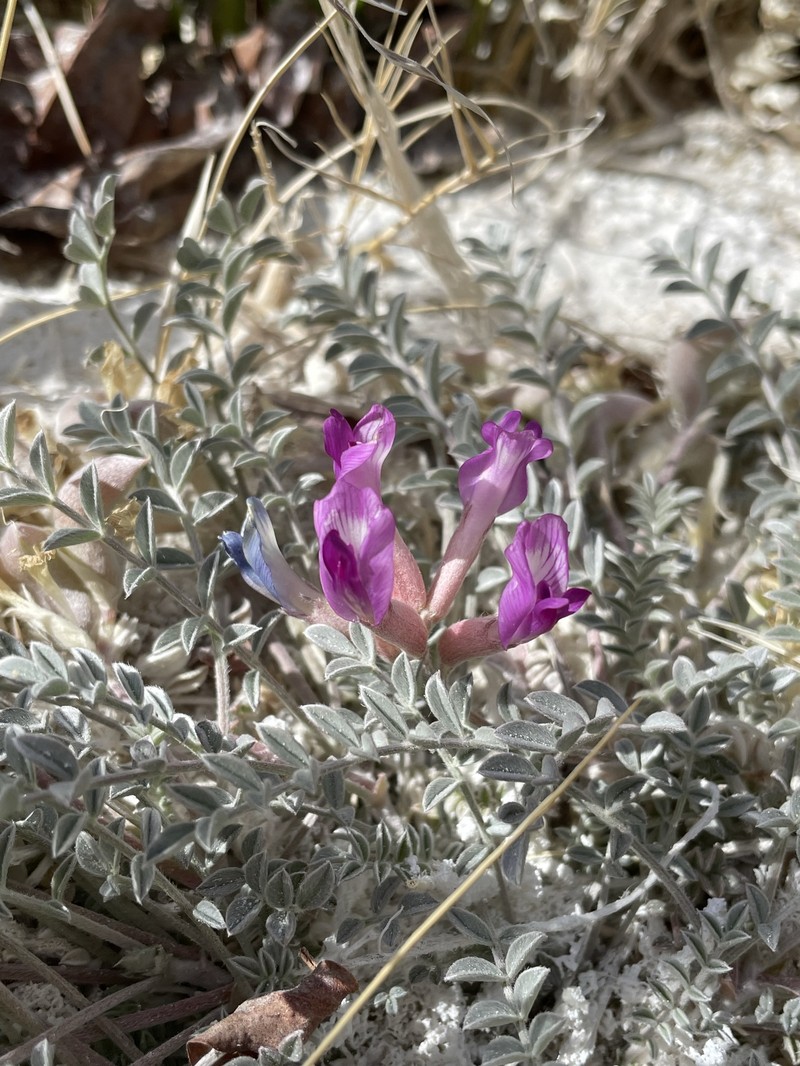 Astragalus argophyllus var. argophyllus photo 7