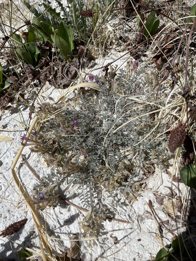 Astragalus argophyllus var. argophyllus photo 8