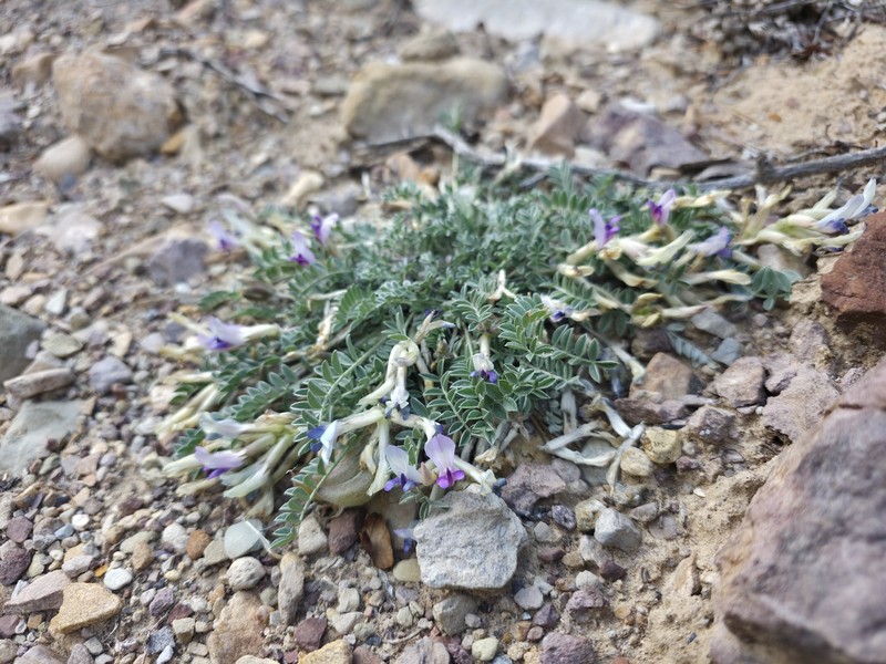 Astragalus argophyllus var. martini