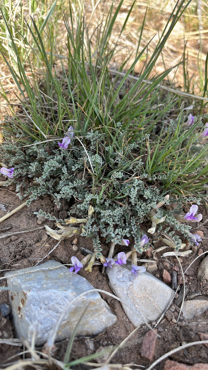 Astragalus argophyllus var. martini photo 2