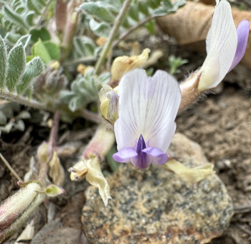 Astragalus argophyllus var. martini photo 3
