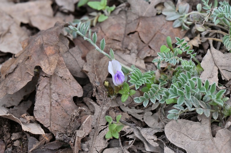 Astragalus argophyllus var. martini photo 4