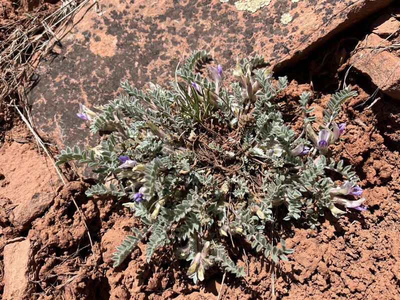 Astragalus argophyllus var. martini photo 5