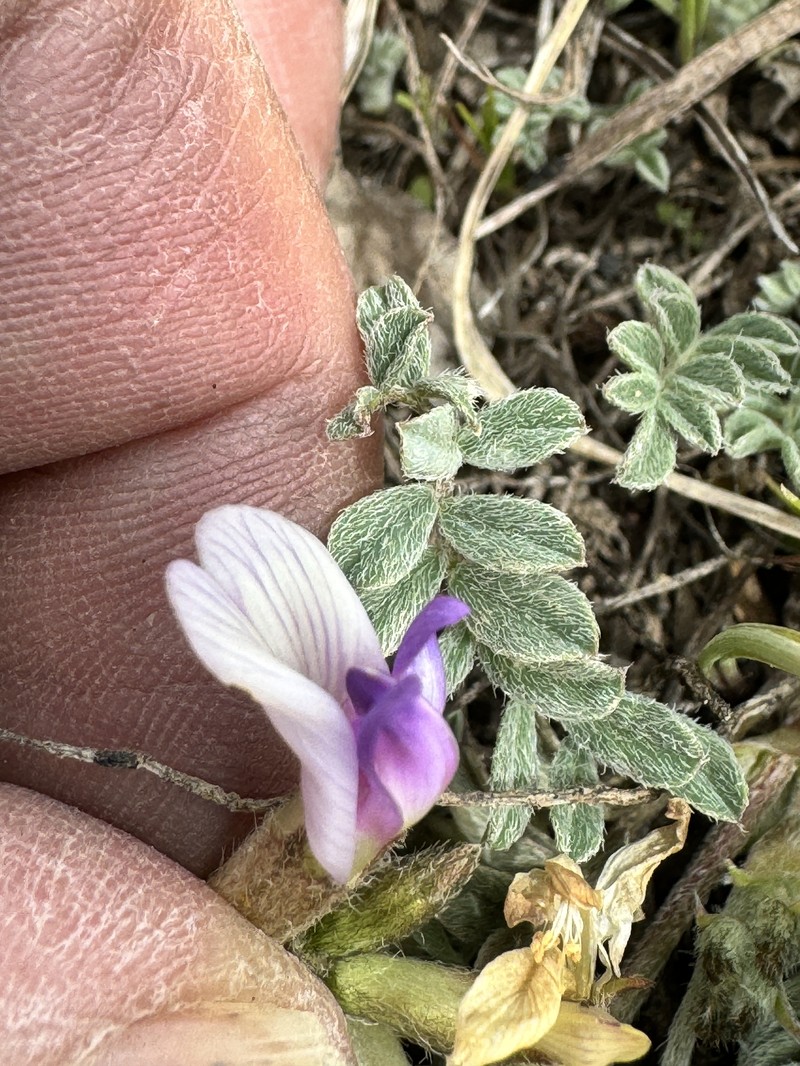 Astragalus argophyllus var. martini photo 6