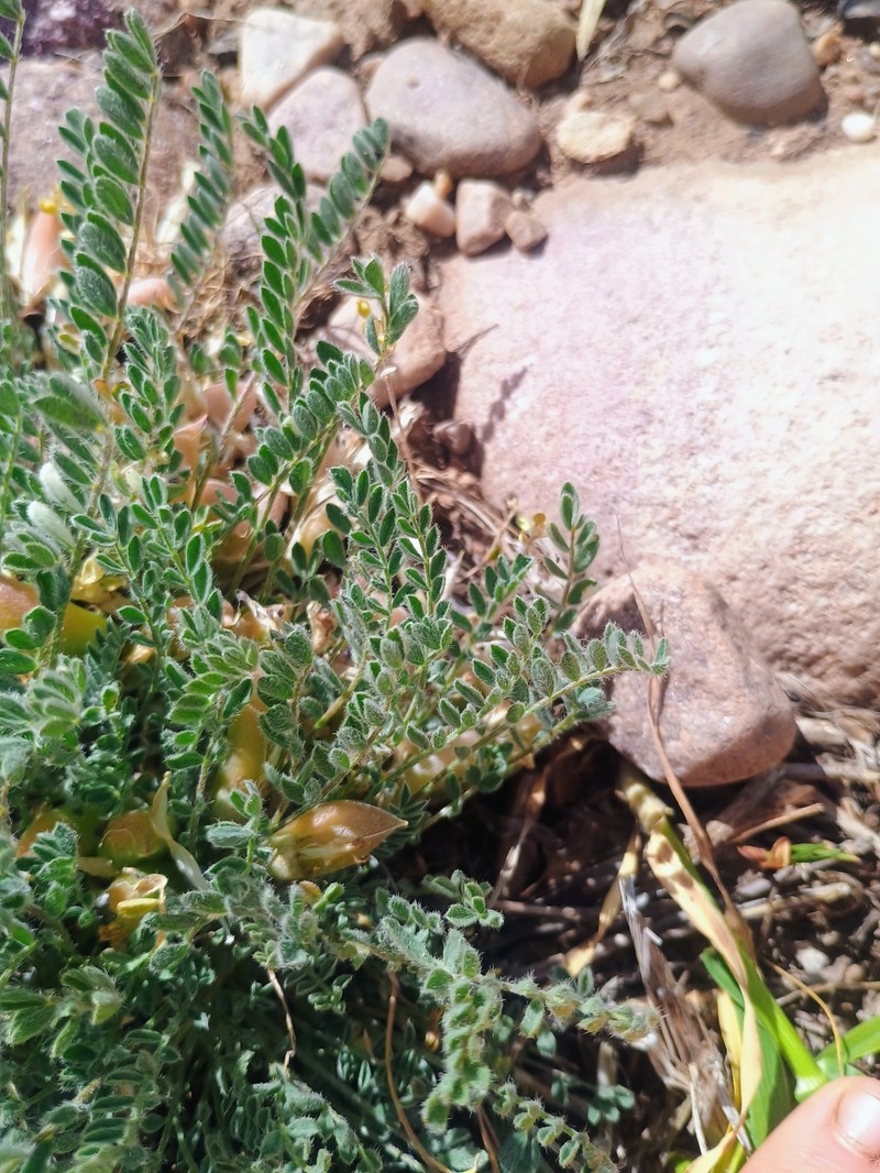 Astragalus argophyllus var. martini photo 7
