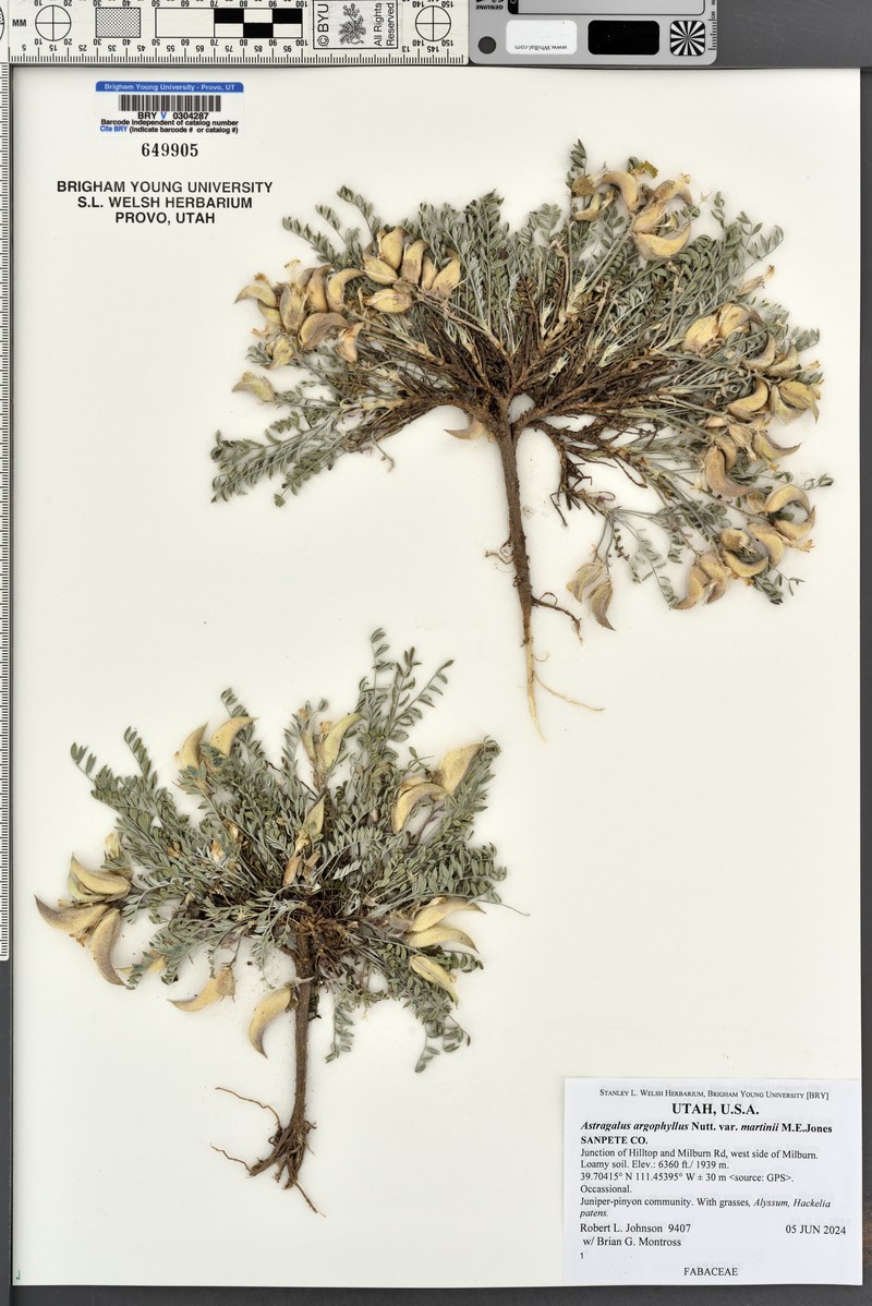 Astragalus argophyllus var. martini photo 8
