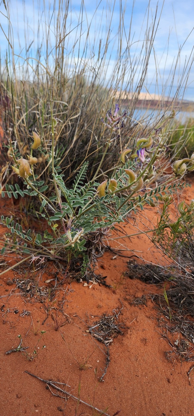 Astragalus argophyllus var. panguicensis