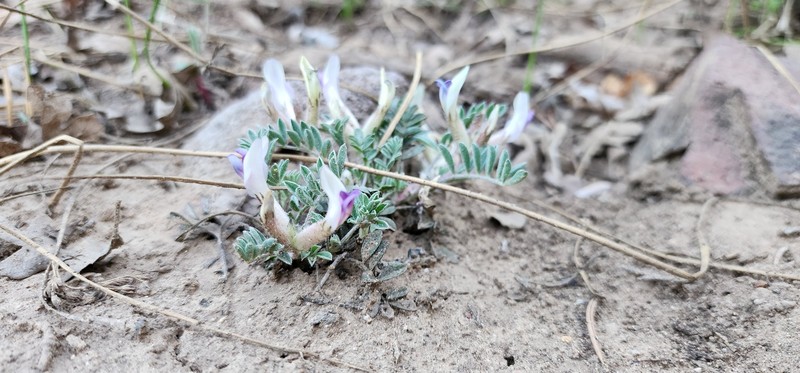 Astragalus argophyllus var. panguicensis photo 2