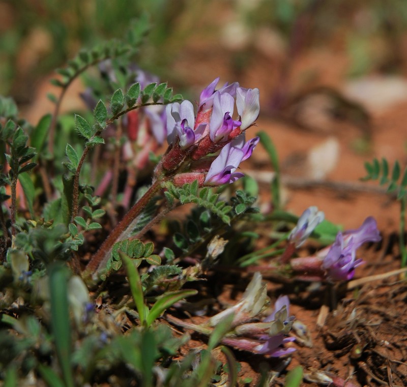 Astragalus argophyllus var. panguicensis photo 3