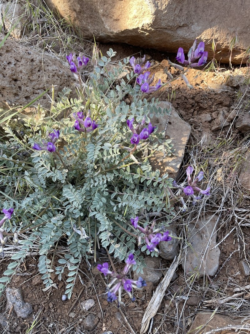 Astragalus argophyllus var. panguicensis photo 4