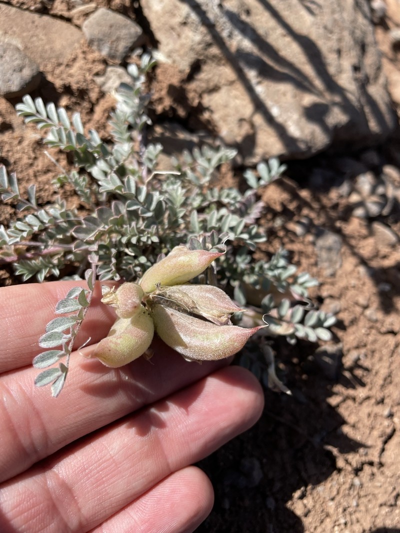 Astragalus argophyllus var. panguicensis photo 5