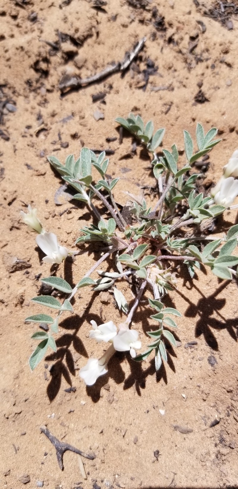 Astragalus argophyllus var. panguicensis photo 6