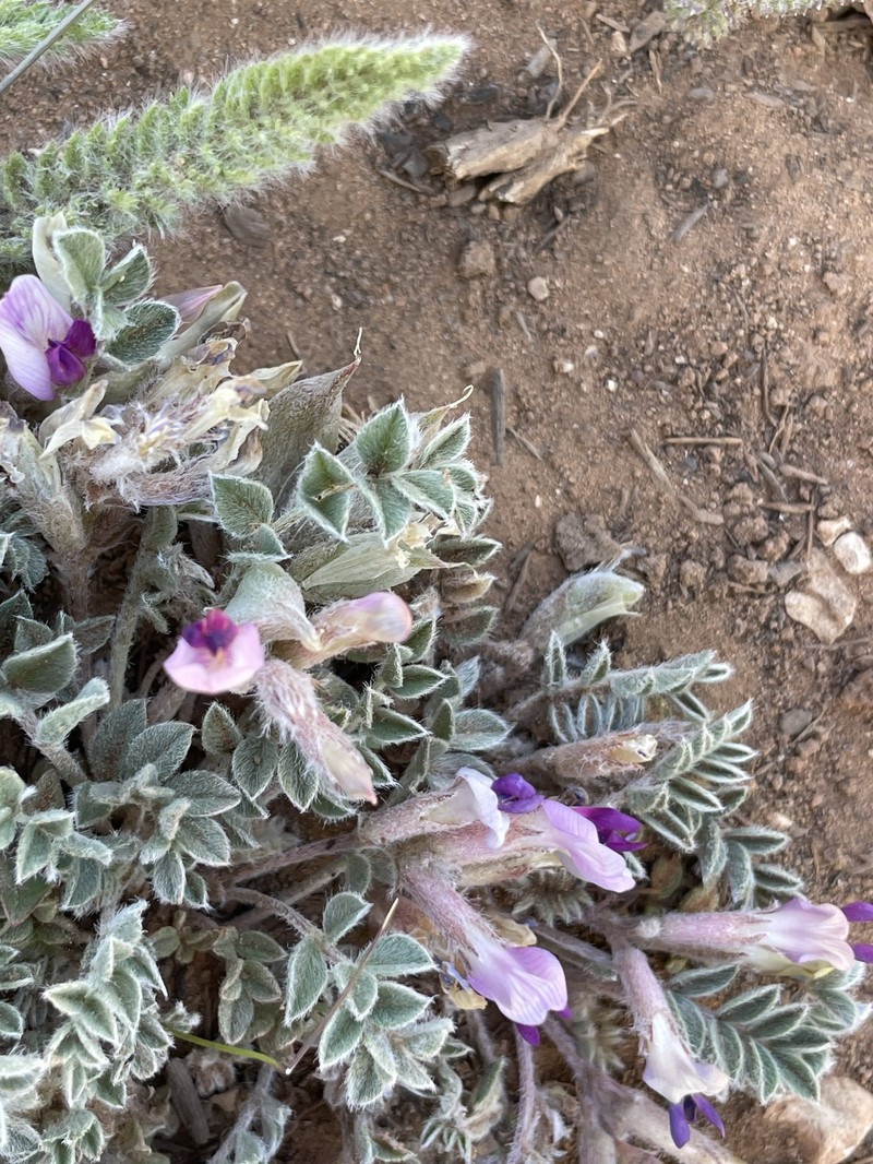 Astragalus argophyllus var. panguicensis photo 7