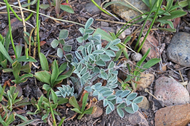 Astragalus argophyllus var. panguicensis photo 8